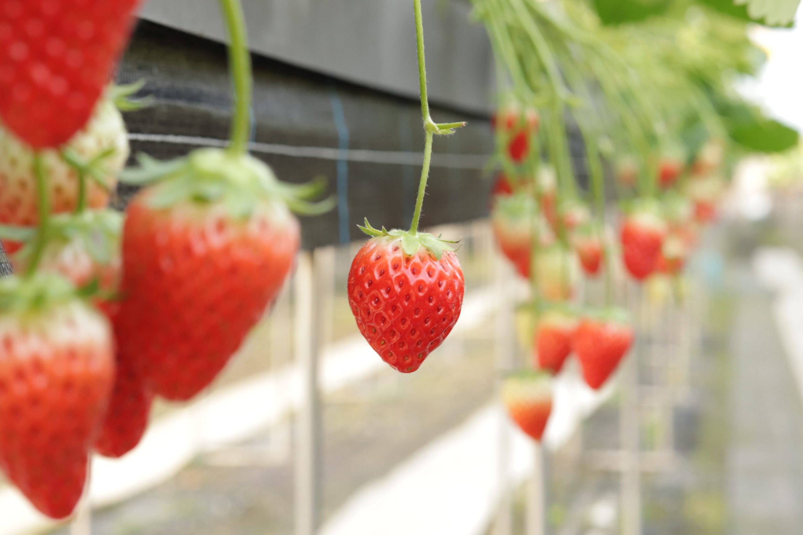 祝受賞 モーツアルトいちご | ポルタフォルトゥーナ♪